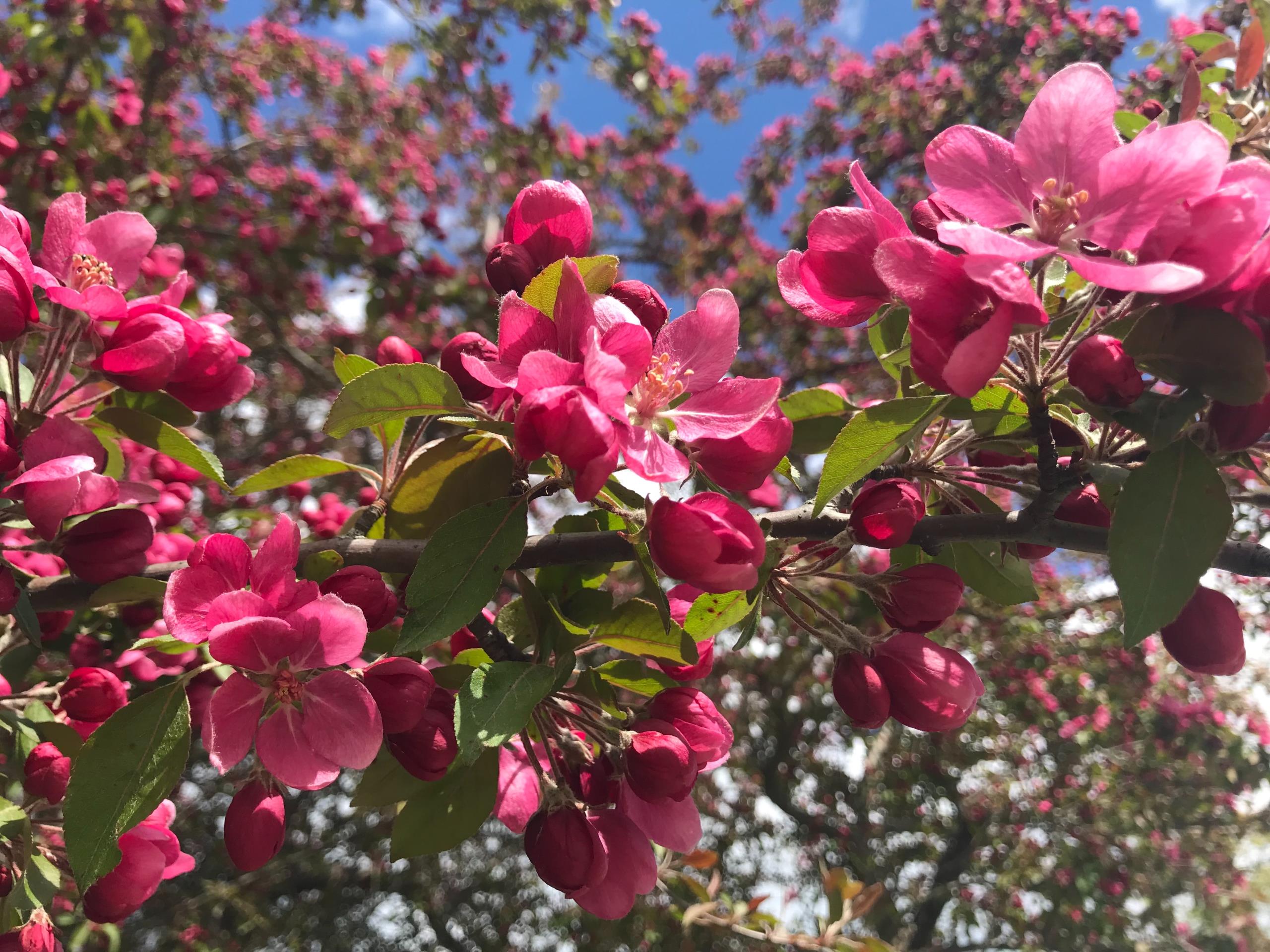 Pink crab-apple blossoms and buds on a tree